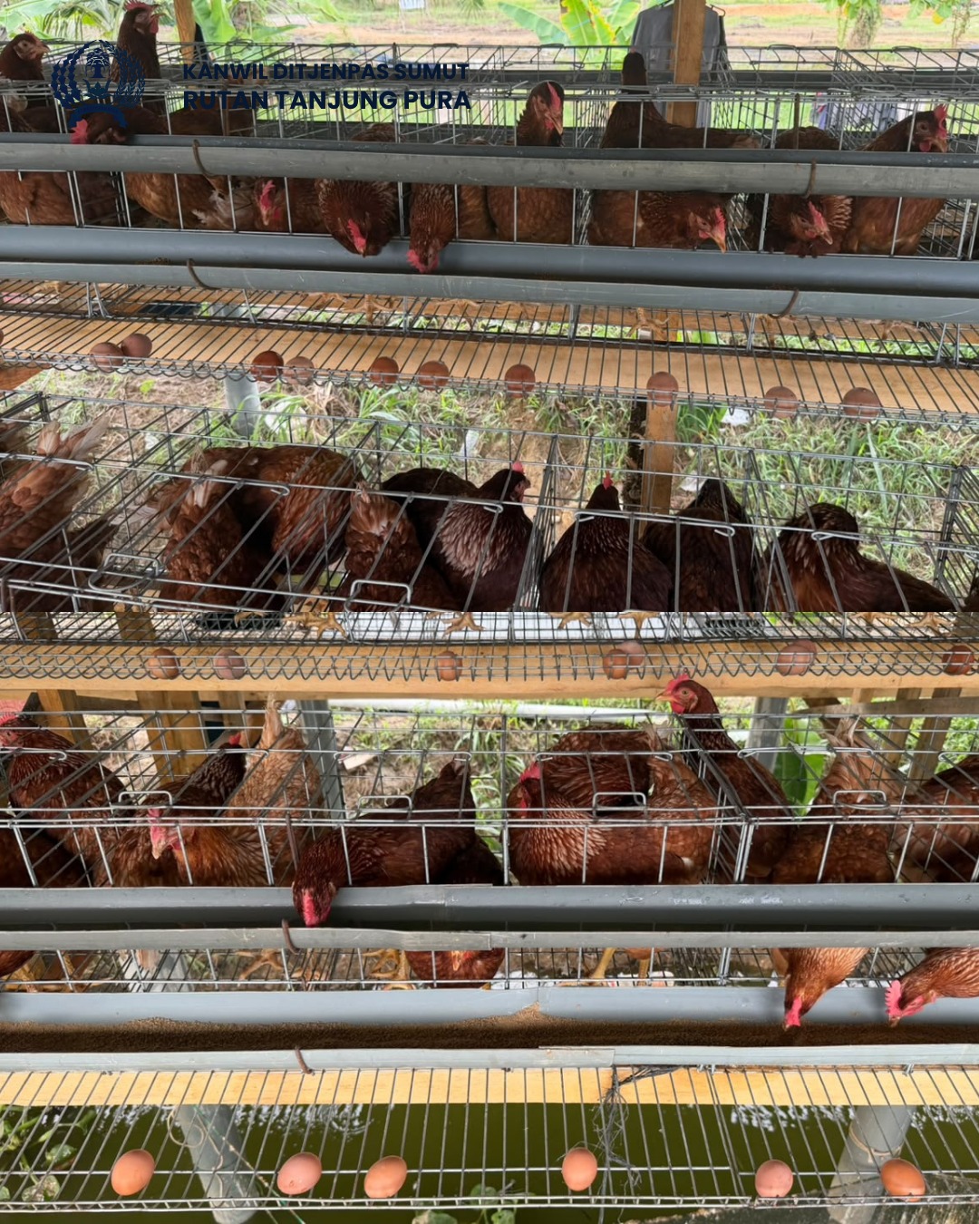Wujud Nyata Pembinaan Kemandirian Rutan tanjung Pura Laksanakan Panen Perdana Telur Ayam Petelur.